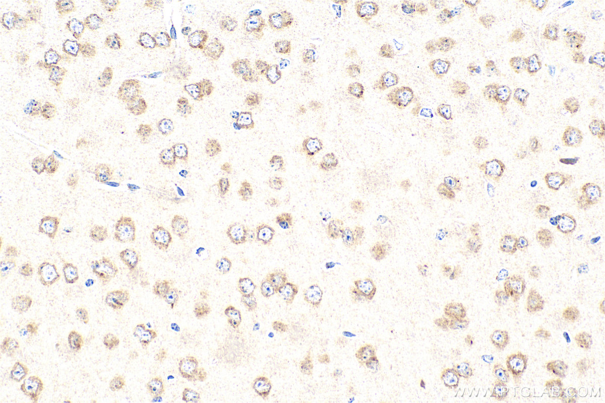 Immunohistochemical analysis of paraffin-embedded mouse brain tissue slide using 12377-1-AP (GPR183/EBI2 antibody) at dilution of 1:200 (under 40x lens). Heat mediated antigen retrieval with Tris-EDTA buffer (pH 9.0). IHC staining of mouse brain using 12377-1-AP