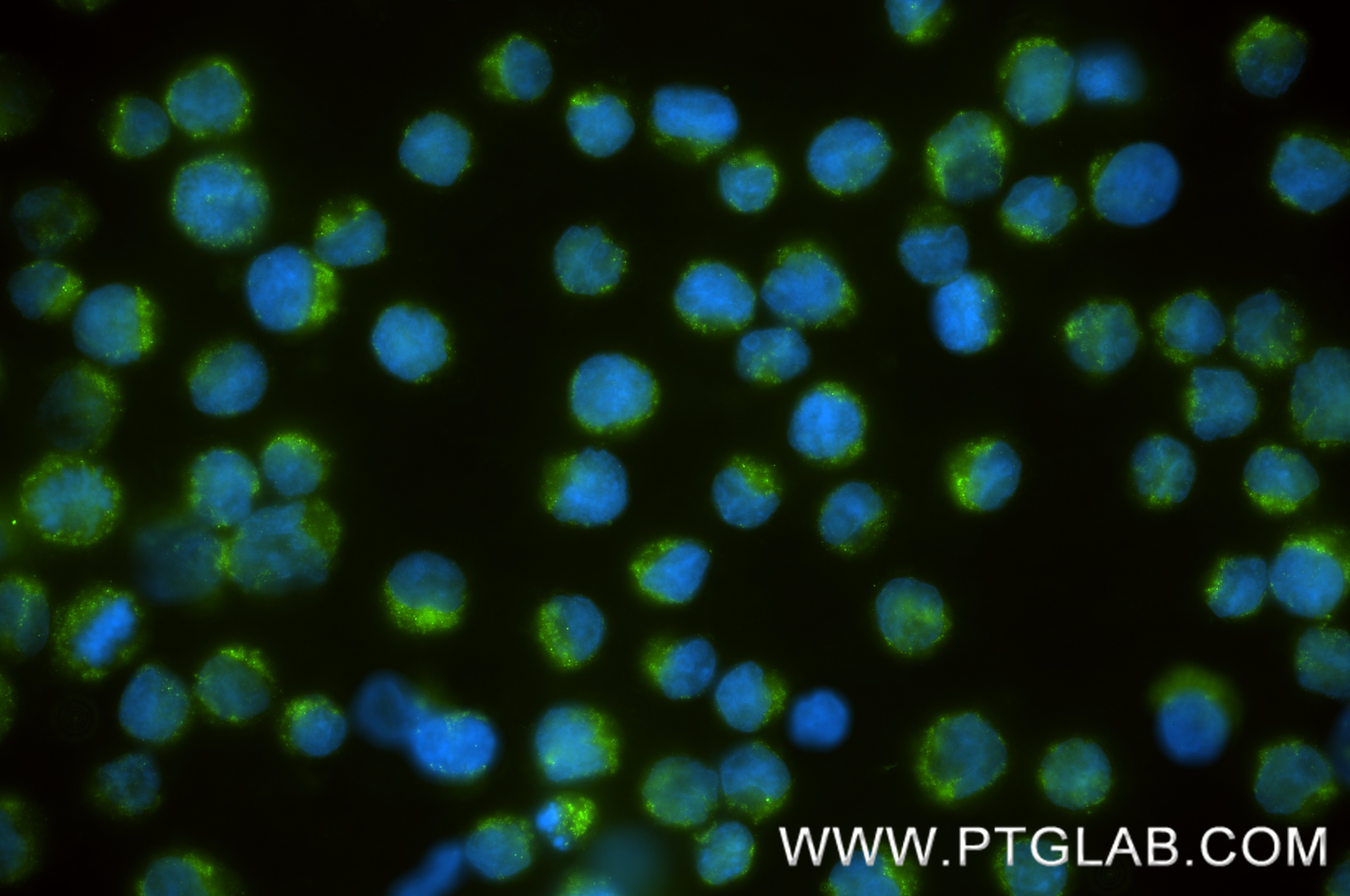 IF Staining of Raji using 87492-4-RR (same clone as 87492-4-PBS)