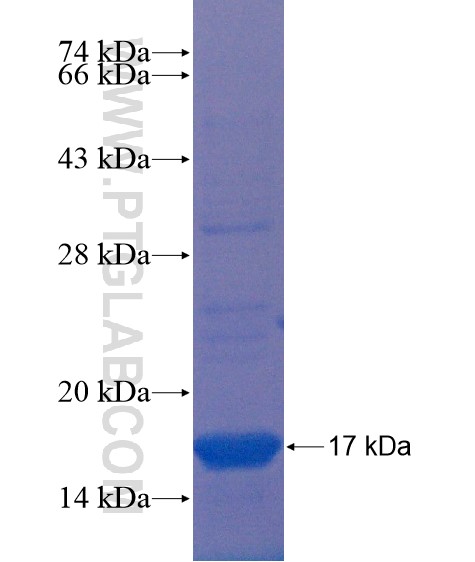 GPR19 fusion protein Ag21619 SDS-PAGE