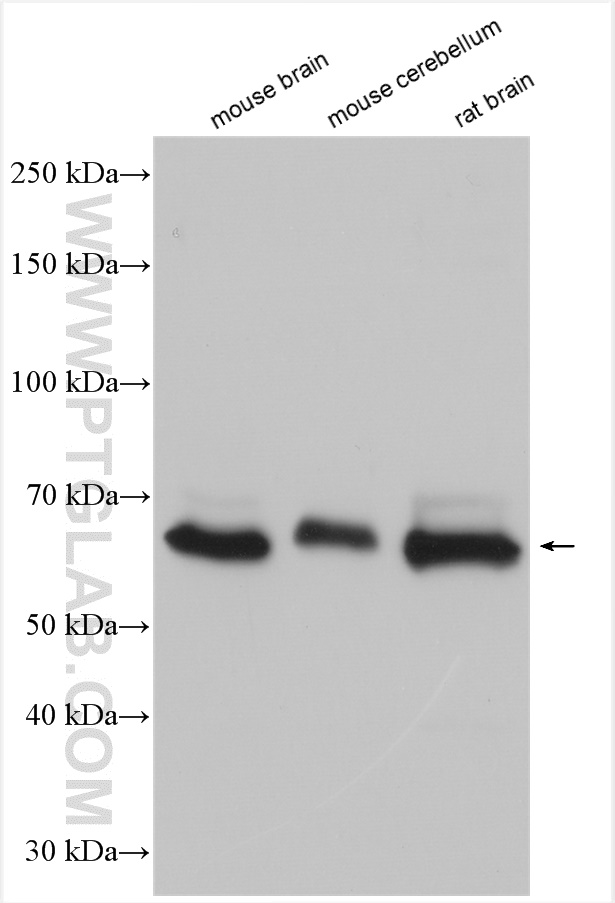 WB analysis using 29989-1-AP