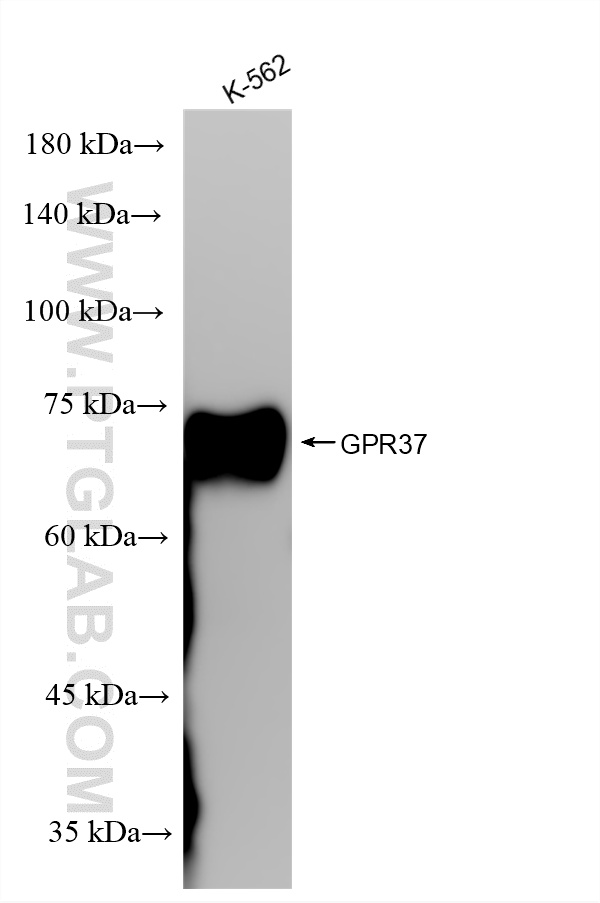 WB analysis using 87095-1-RR (same clone as 87095-1-PBS)