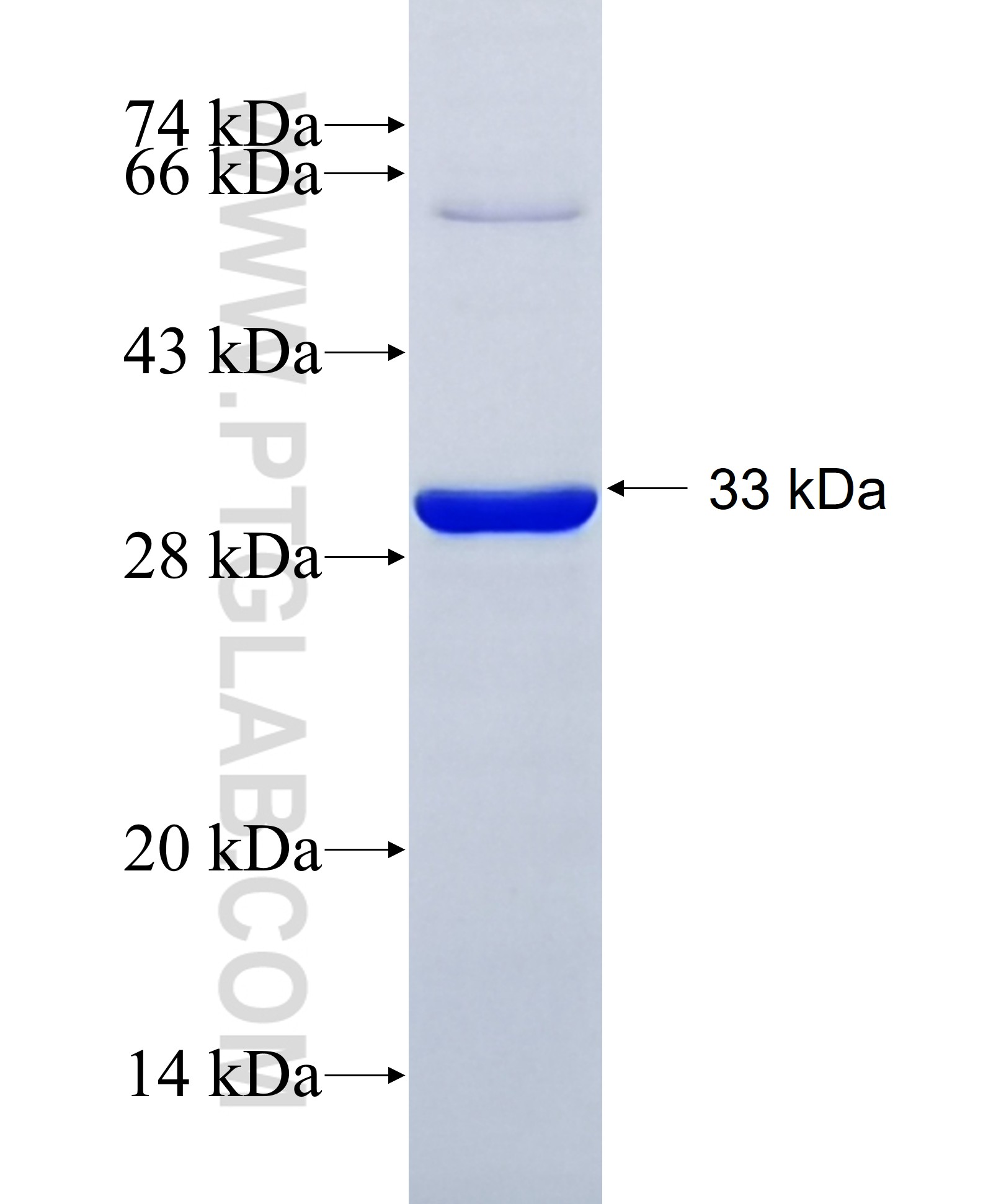 GPR37 fusion protein Ag30386 SDS-PAGE