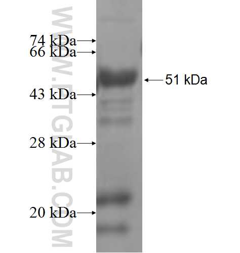GPR37 fusion protein Ag6591 SDS-PAGE