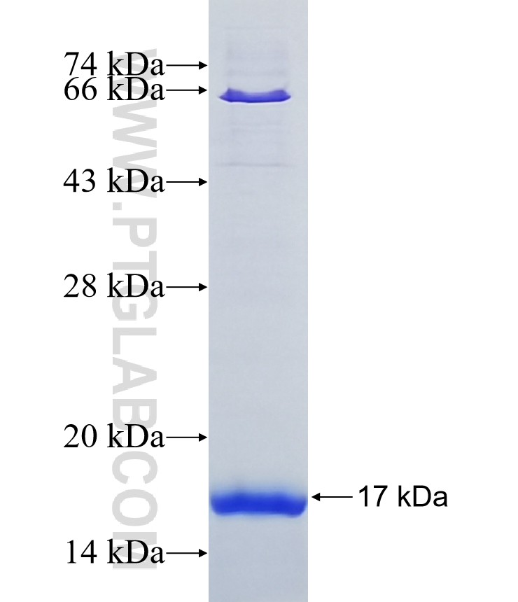 GPR4 fusion protein Ag12065 SDS-PAGE