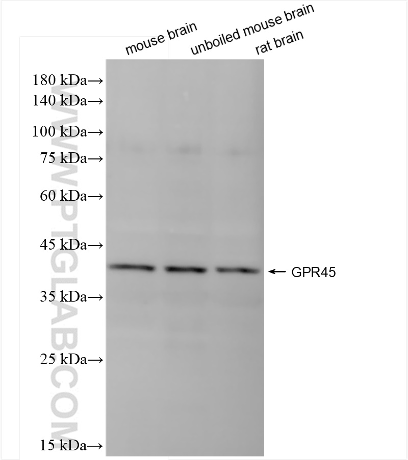 WB analysis using 84587-1-RR (same clone as 84587-1-PBS)