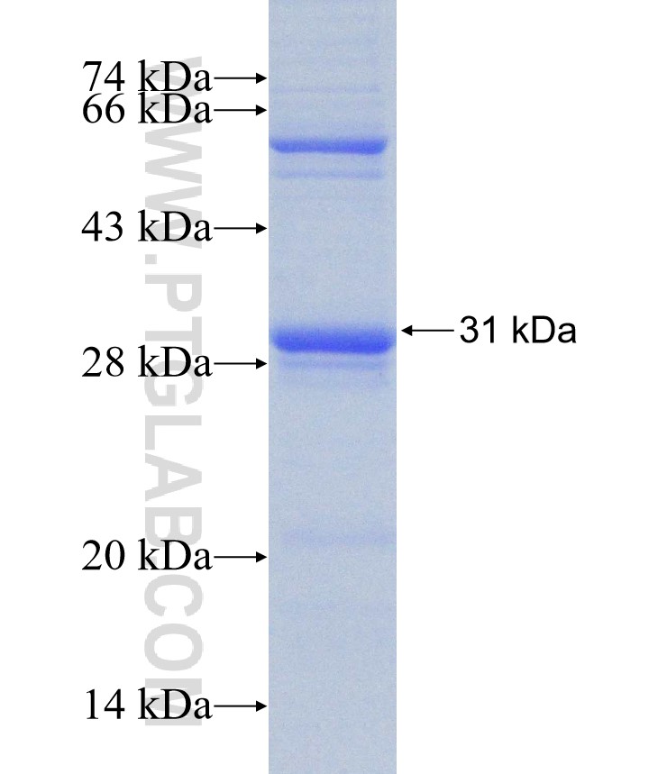 GPR52 fusion protein Ag31188 SDS-PAGE