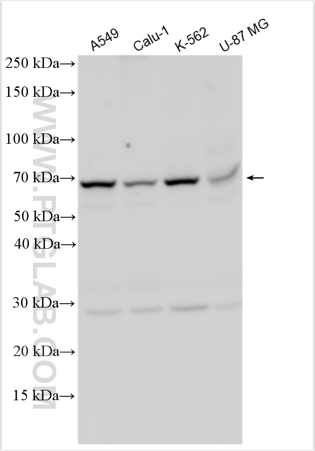 WB analysis using 32532-1-AP