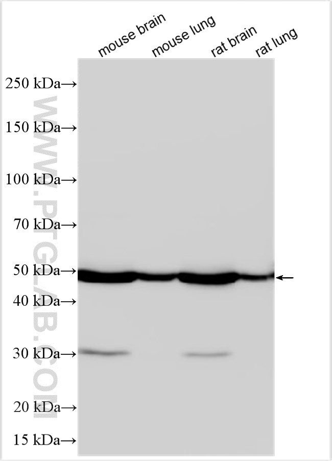 WB analysis using 18826-1-AP