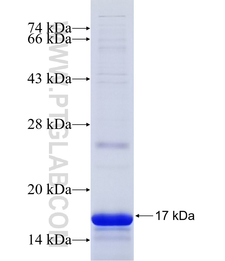 GPR81 fusion protein Ag13669 SDS-PAGE GPR81 fusion protein Ag13669 SDS-PAGE