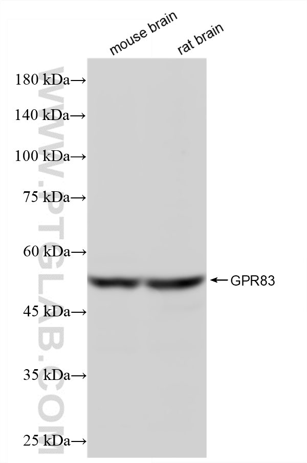 WB analysis using 87758-1-RR (same clone as 87758-1-PBS)