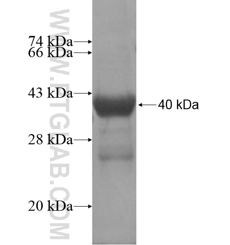 GPRC5D fusion protein Ag15338 SDS-PAGE
