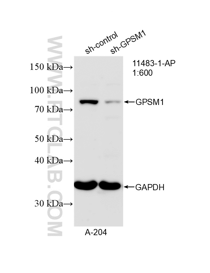 WB analysis of A-204 using 11483-1-AP