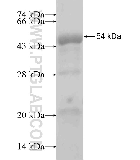 GPSM1 fusion protein Ag18989 SDS-PAGE