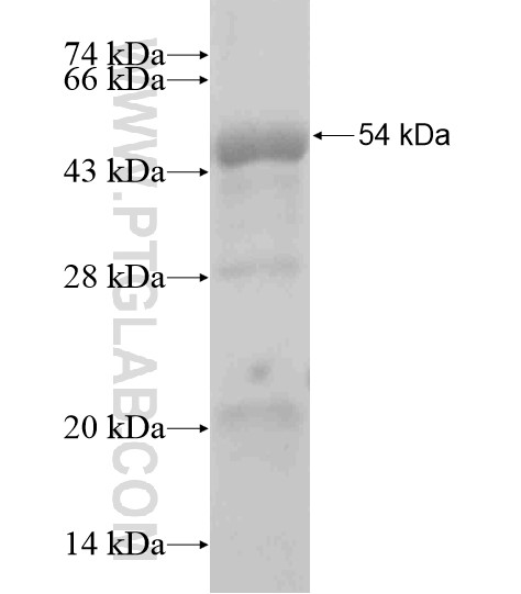 GPSM1 fusion protein Ag18989 SDS-PAGE GPSM1 fusion protein Ag18989 SDS-PAGE