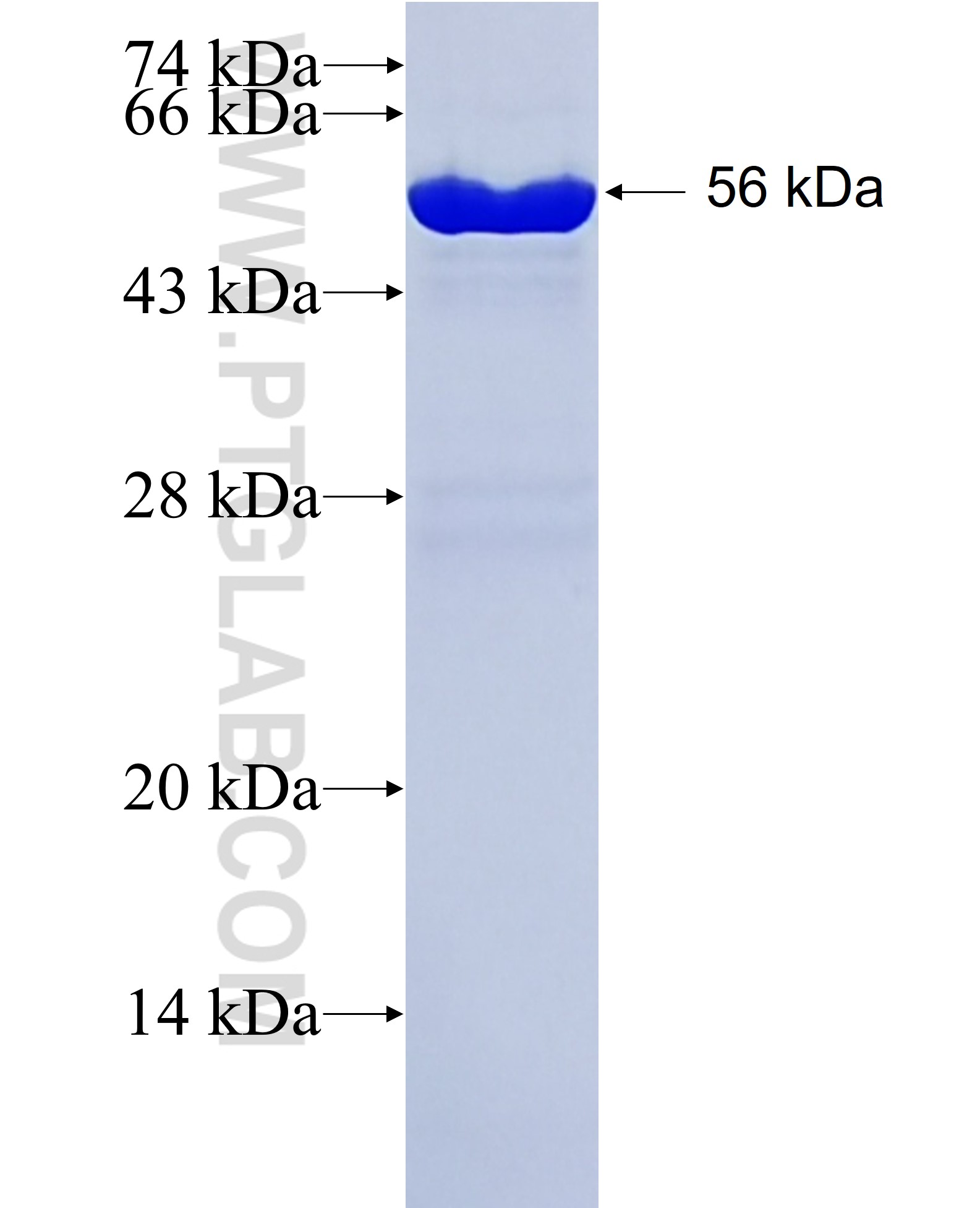 GPSM1 fusion protein Ag2018 SDS-PAGE