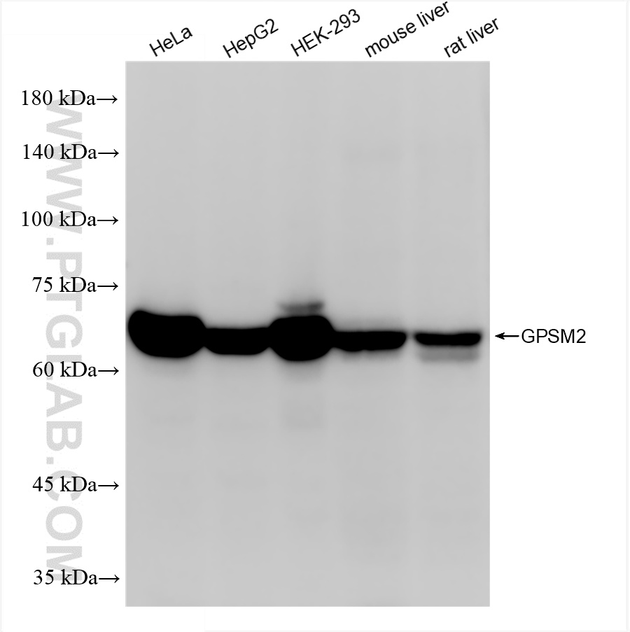 WB analysis using 86175-1-RR