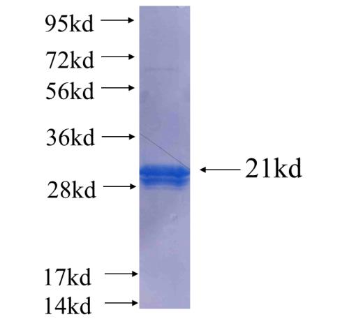 GPSM2 fusion protein Ag25195 SDS-PAGE