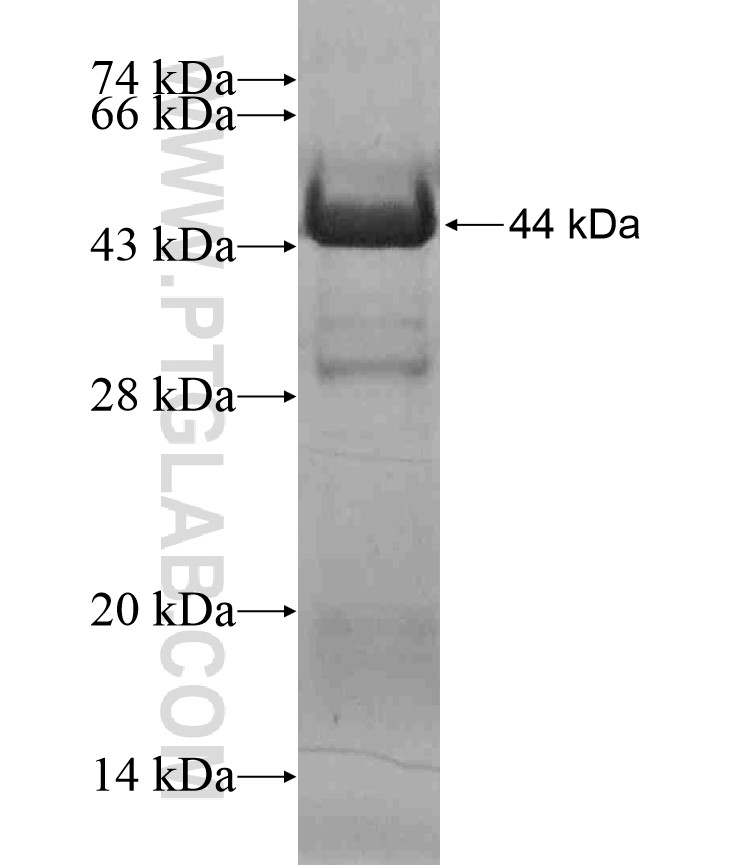 GPSM2 fusion protein Ag17167 SDS-PAGE GPSM2 fusion protein Ag17167 SDS-PAGE