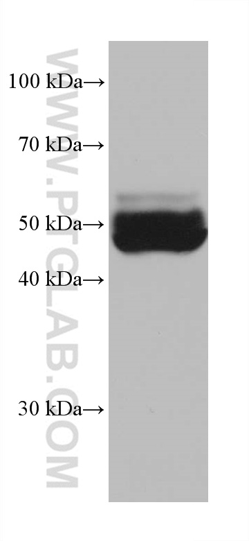 WB analysis of mouse liver using 67531-1-Ig