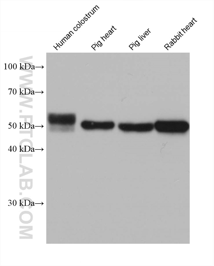 WB analysis using 67531-1-Ig