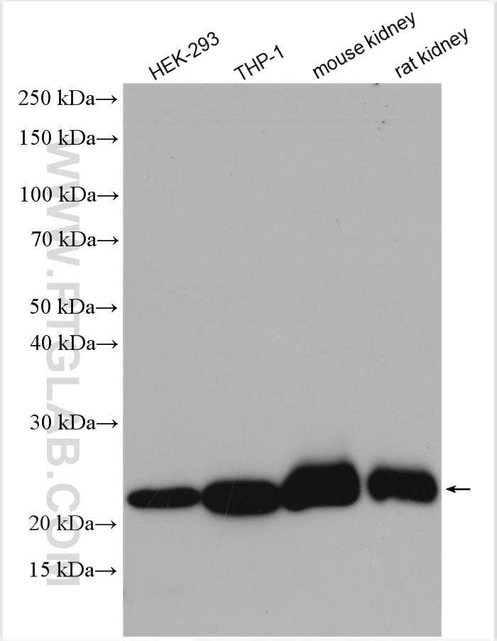 WB analysis using 29329-1-AP