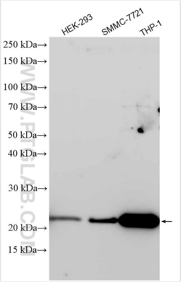 WB analysis using 29329-1-AP