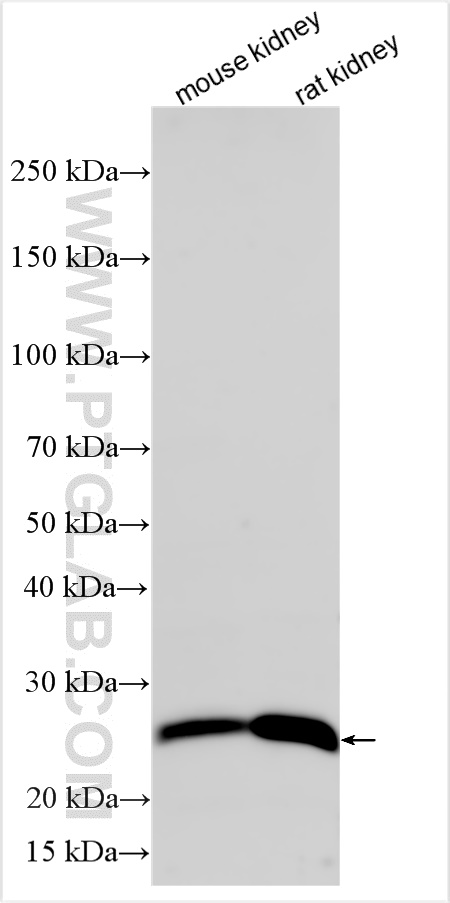 WB analysis using 13947-1-AP