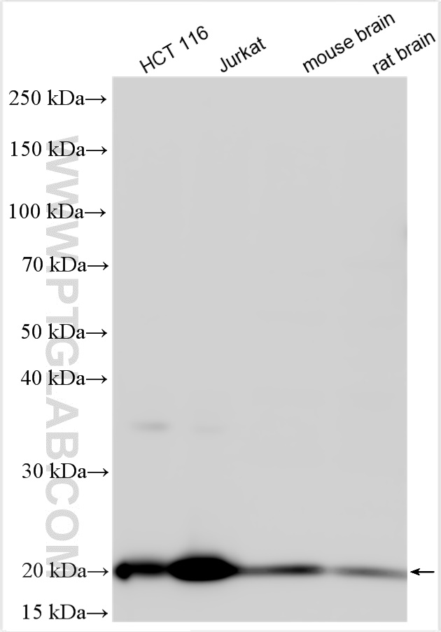 WB analysis using 30388-1-AP