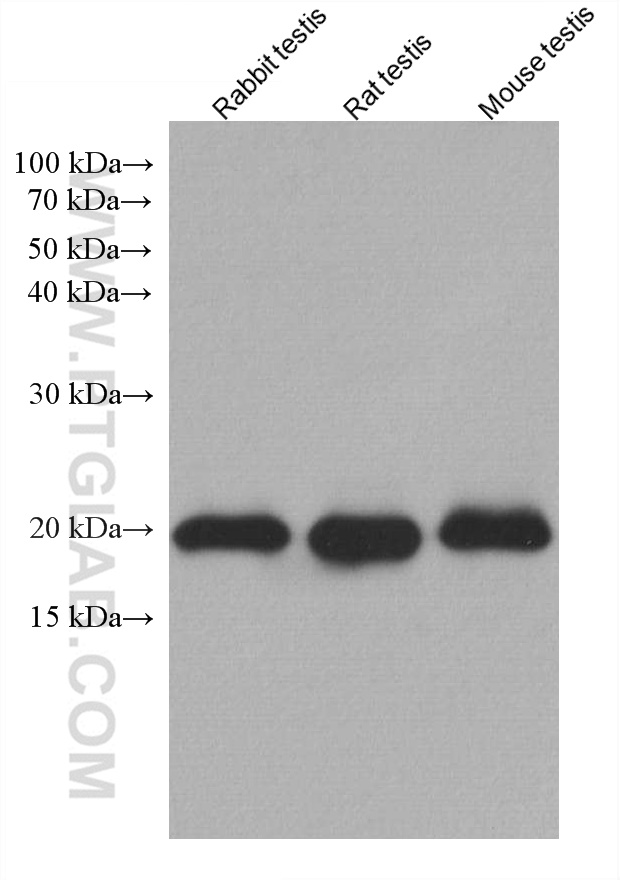 WB analysis using 67763-1-Ig