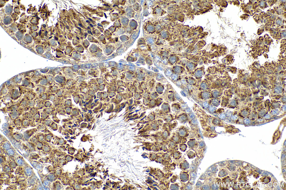 IHC staining of mouse testis using 82949-1-RR (same clone as 82949-1-PBS)