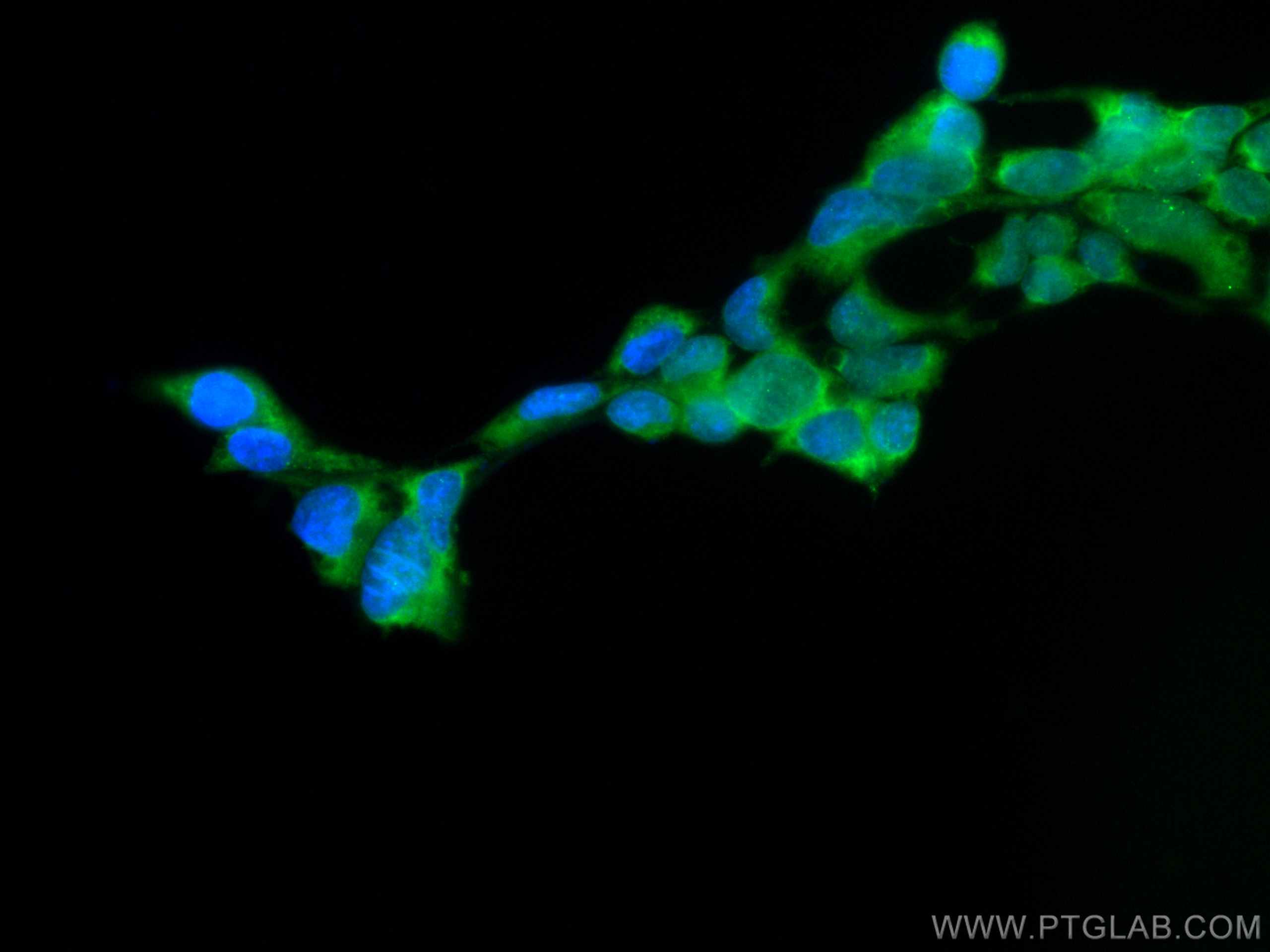 IF Staining of HEK-293T using CL488-67763