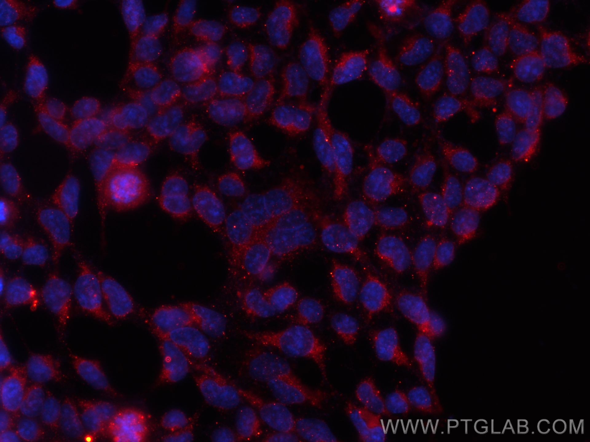 IF Staining of HEK-293 using CL594-67763