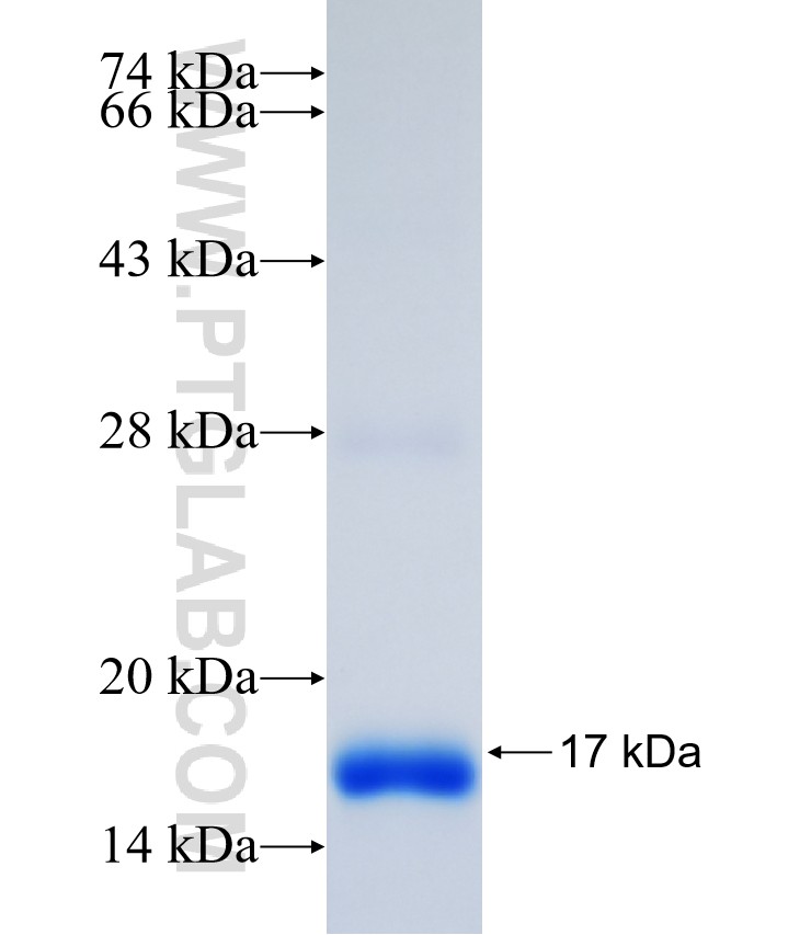 GPX4 fusion protein Ag30650 SDS-PAGE