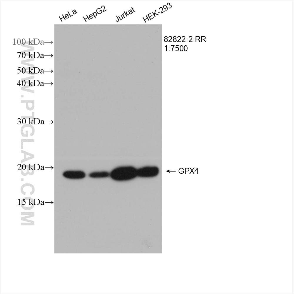 WB analysis using 82822-2-RR