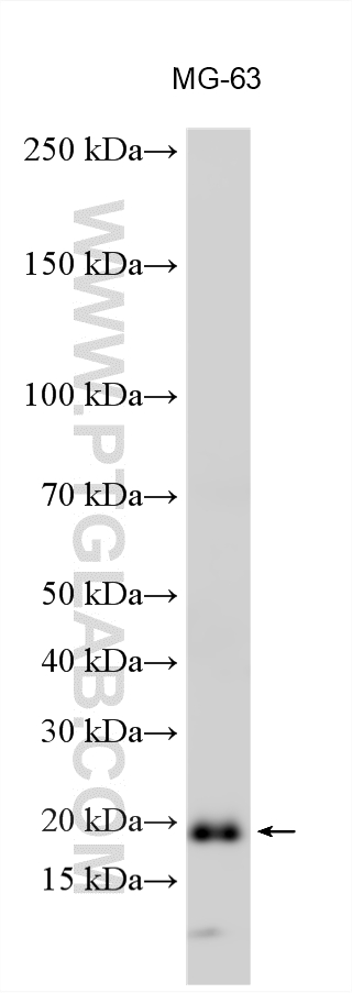 WB analysis using 13501-1-AP WB analysis using 13501-1-AP