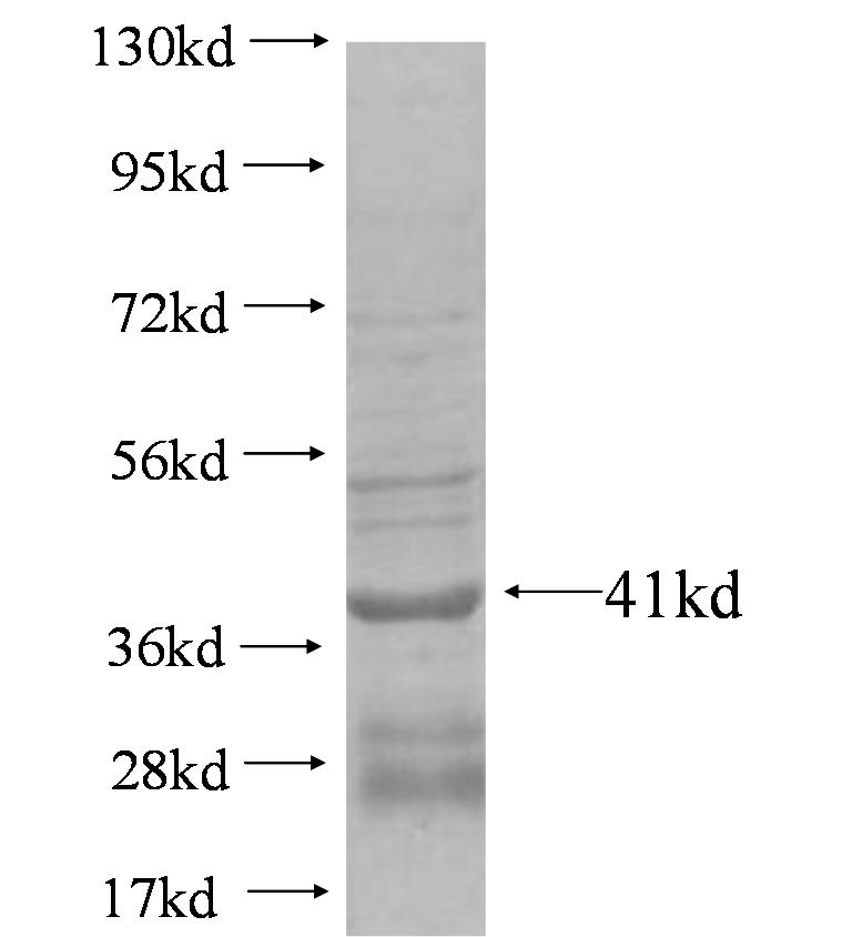GPX7 fusion protein Ag4328 SDS-PAGE