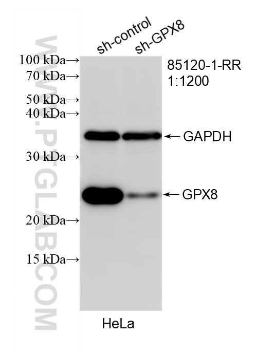 WB analysis of HeLa using 85120-1-RR