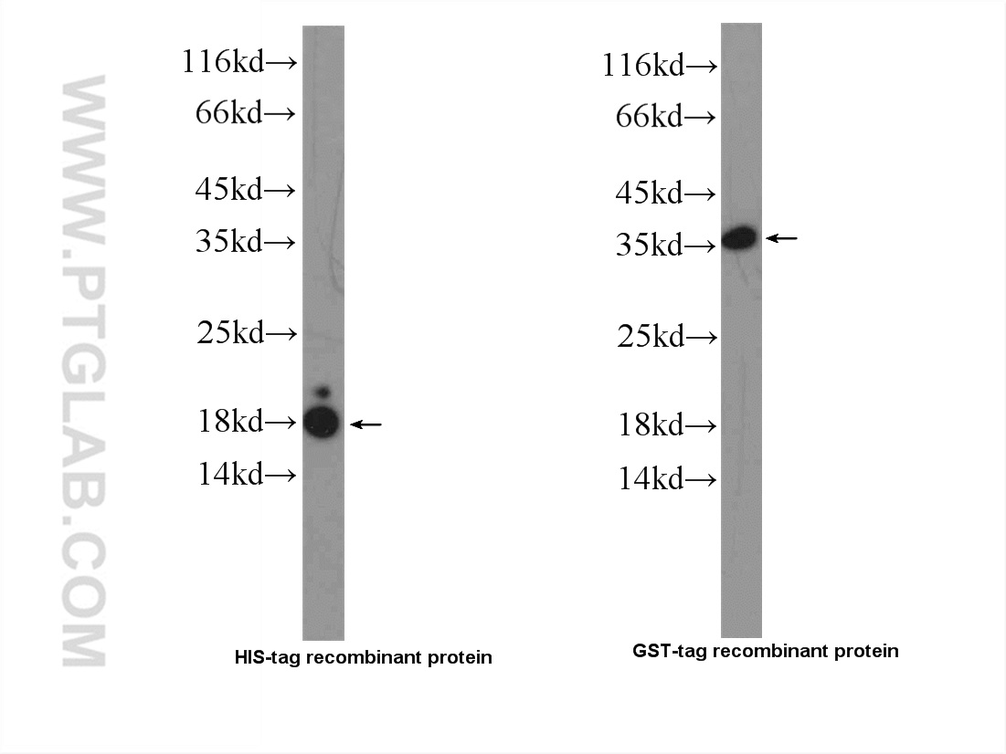 WB analysis of Recombinant protein using 23978-1-AP