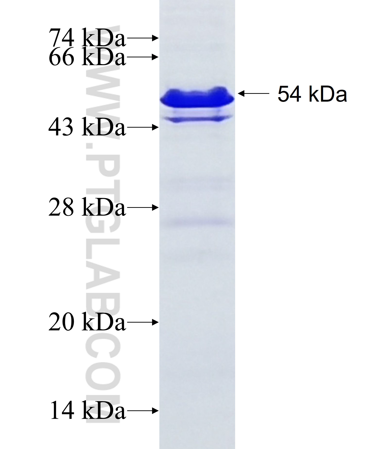 GRAMD1B fusion protein Ag20670 SDS-PAGE