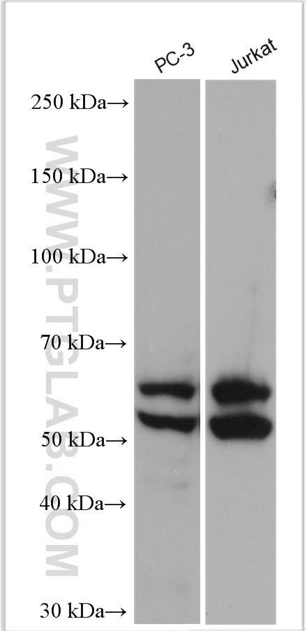 WB analysis using 24299-1-AP