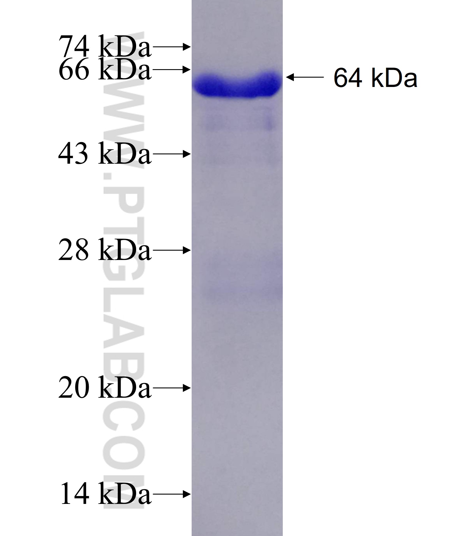 GRAP2 fusion protein Ag2510 SDS-PAGE