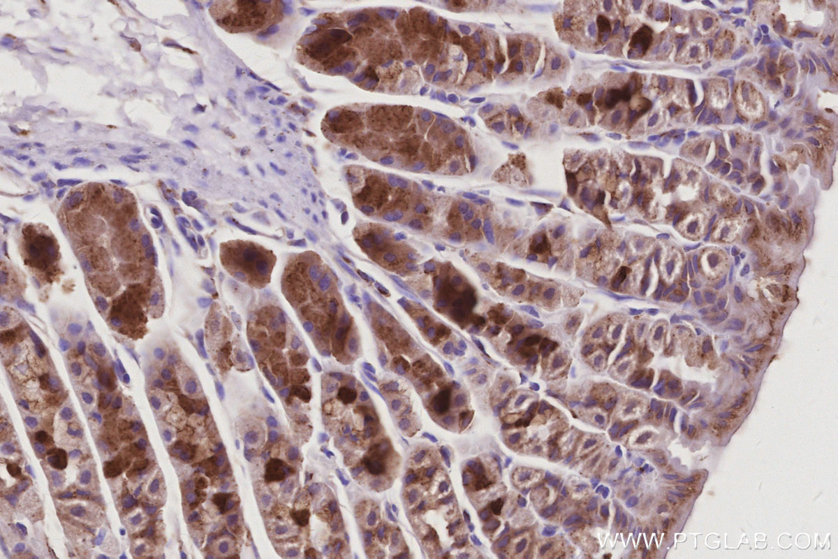 IHC staining of mouse stomach using 10747-2-AP IHC staining of mouse stomach using 10747-2-AP