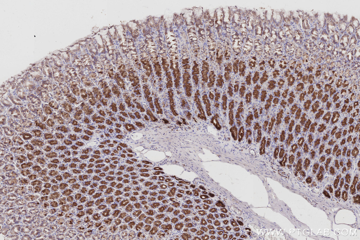 IHC staining of rat stomach using 10747-2-AP IHC staining of rat stomach using 10747-2-AP