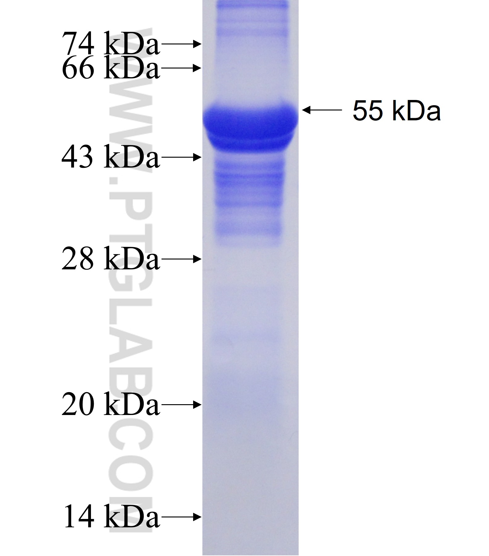 GRASP65,GORASP1 fusion protein Ag1054 SDS-PAGE