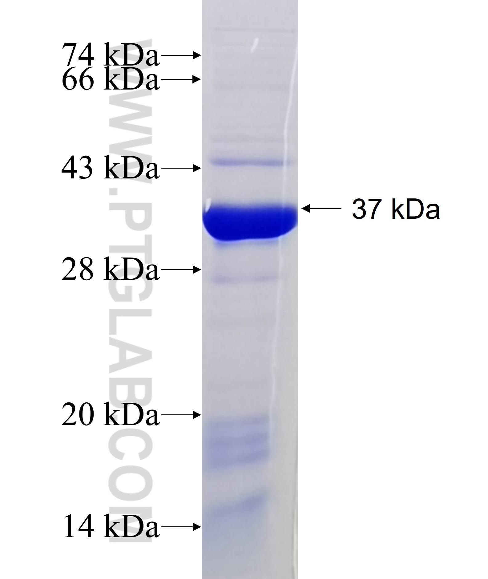 GRB14 fusion protein Ag6455 SDS-PAGE