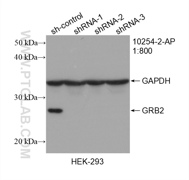 WB analysis of HEK-293 using 10254-2-AP