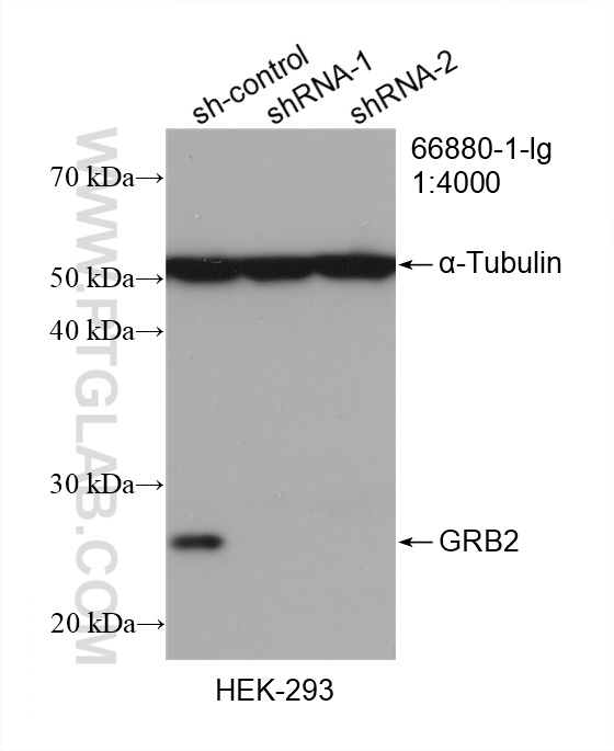 WB analysis of HEK-293 using 66880-1-Ig