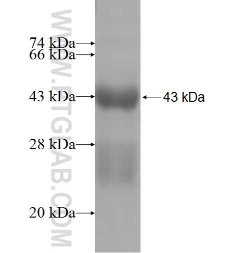 GREM2 fusion protein Ag4854 SDS-PAGE