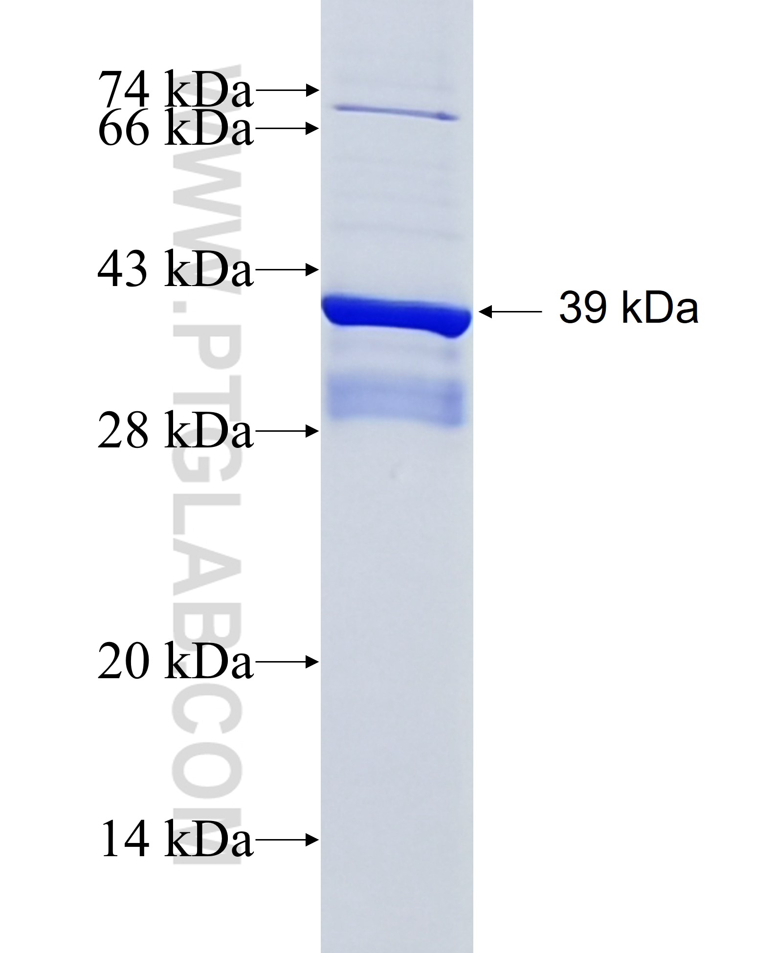 GREM2 fusion protein Ag4854 SDS-PAGE