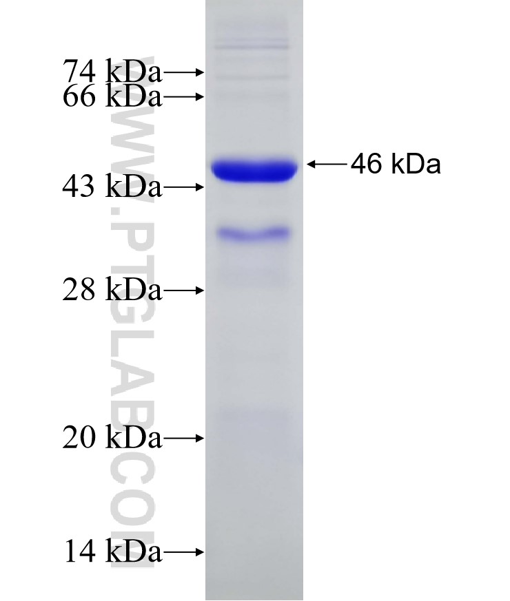 GRHL3 fusion protein Ag11560 SDS-PAGE